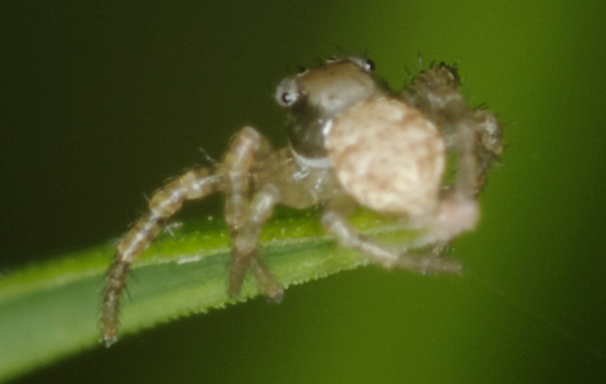 Xysticus sp.